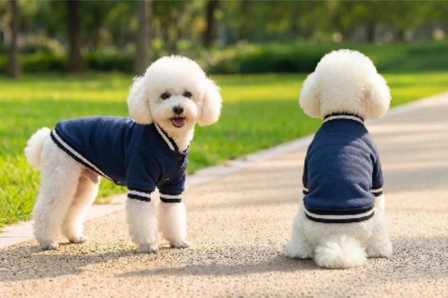 Hunde Collegejacke